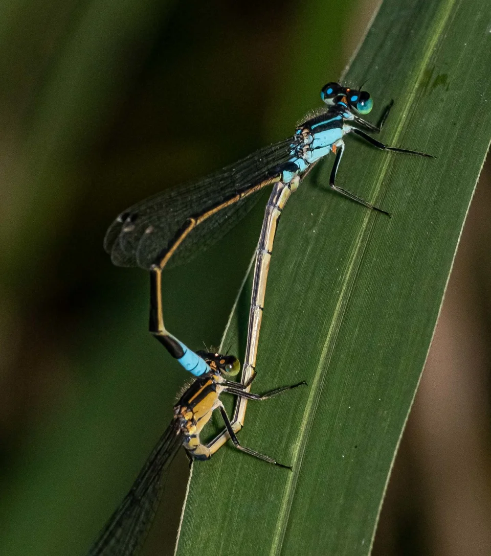 Official insect reference supplied to Qwen Image 3