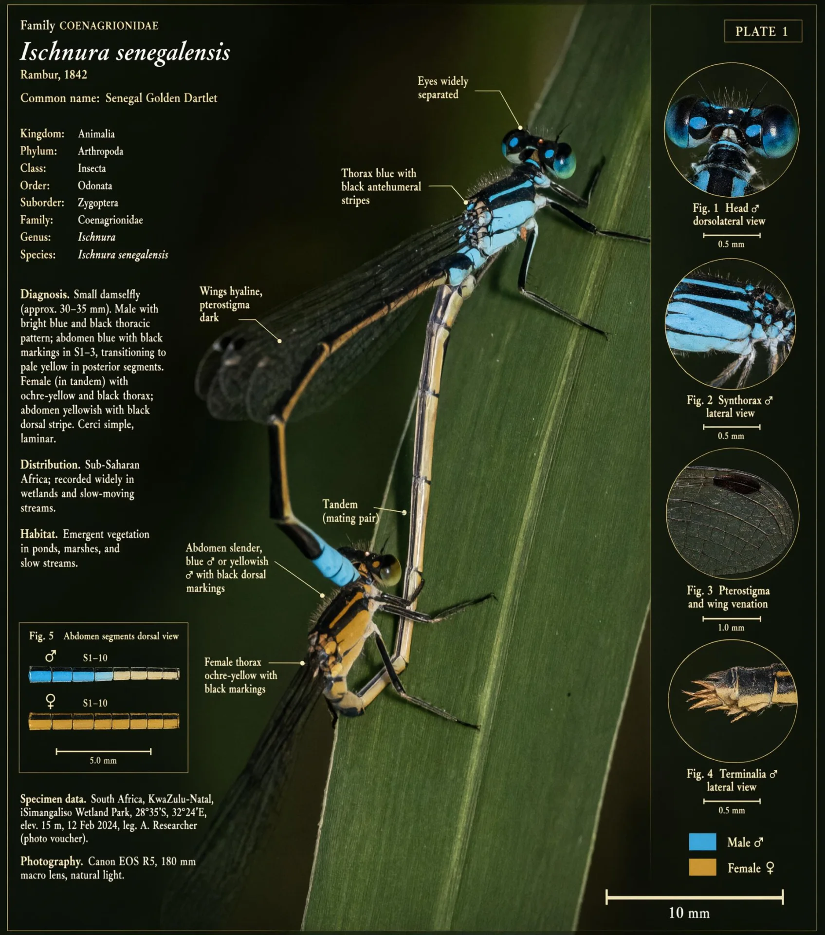 Official Qwen Image 3 labeled insect research plate result
